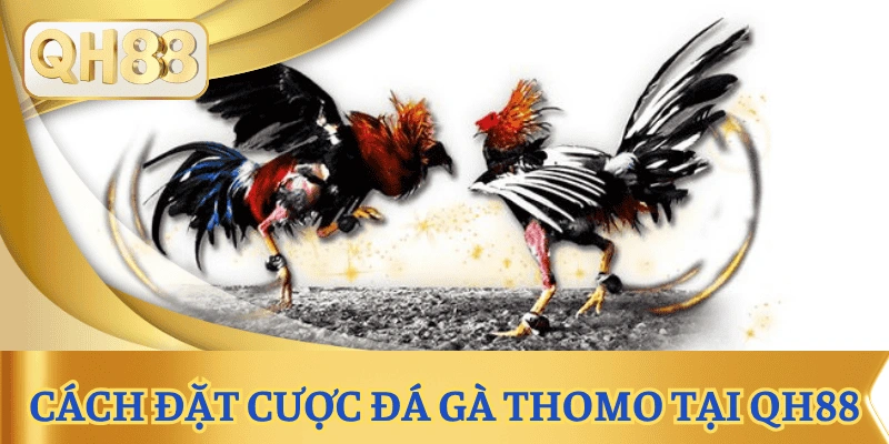 cach-dat-cuoc-da-ga-thomo