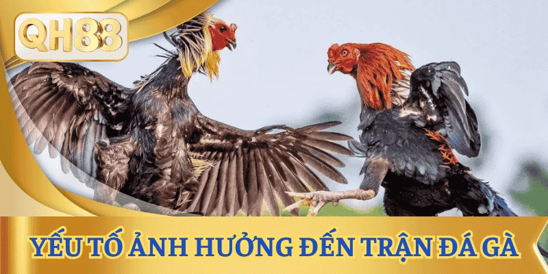 meo-dat-cuoc-da-ga-cac-yeu-to-anh-huong