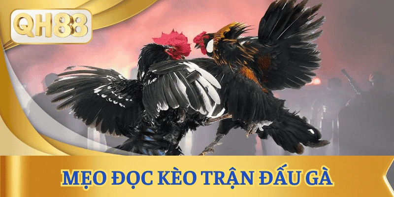 meo-dat-cuoc-da-ga-doc-keo