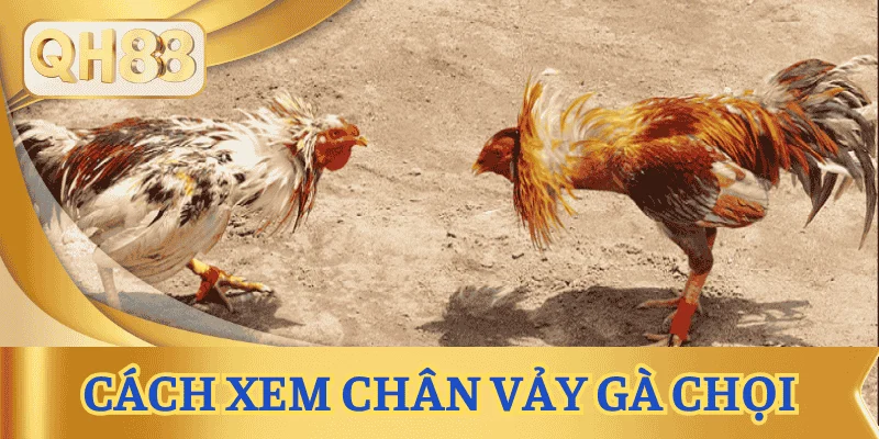 xem-tuong-ga-choi-chan-vay