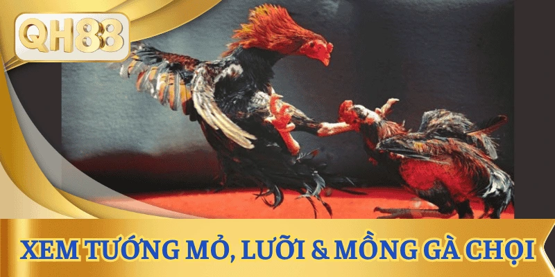 xem-tuong-ga-choi-luoi-mo